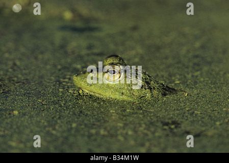 Rana catesbeiana ouaouaron camouflés dans les lentilles d'adultes Lemnaceae Sinton Coastel Bend Texas USA Banque D'Images