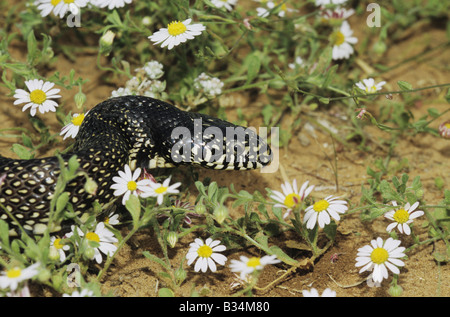 Lampropeltis getula Kingsnake désert splendida des profils parmi les fleurs Starr County Rio Grande Valley Texas USA Banque D'Images