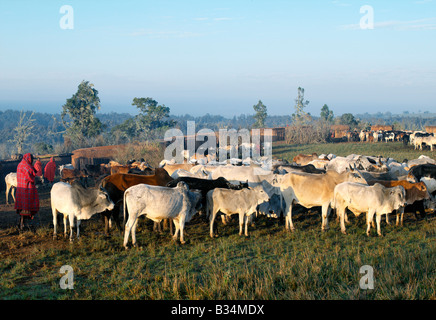 Kenya, Samburu, Poro. Un règlement Samburu, connu familièrement comme un manyatta, tôt le matin. Les Samburu sont les pasteurs semi-nomades et construire leur faible, maisons à toit plat dans un cercle dans lequel les troupeaux sont parqués sont la nuit. Banque D'Images
