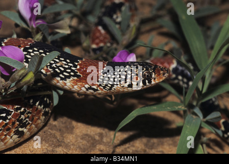 Texas Long-nosed Snake Rhinocheilus lecontei tessellatus Starr adultes dans la vallée du Rio Grande Comté Texas USA Banque D'Images