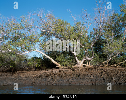 Au Kenya, la Province de la côte, delta du Tana. Différents types d'arbres de mangrove bordent les rives boueuses du les estuaires dans le delta du Tana. Banque D'Images