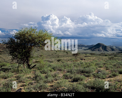 Kenya, Samburu, Maseketa. De buissons épineux semi-arides décrit le mieux la végétation du nord du Samburuland où les pasteurs semi-nomades à vivoter d'une terre hostile. La région est caractérisée par des sites grandioses, la pauvreté des sols et le manque de fiabilité de l'eau de pluie. La pluie tombe sur les Ndoto Mountains dans le lointain.Ce ranch communal la terre appartient à l'Samburu qui sont liés à l'option -maa parlant Massaï. Banque D'Images