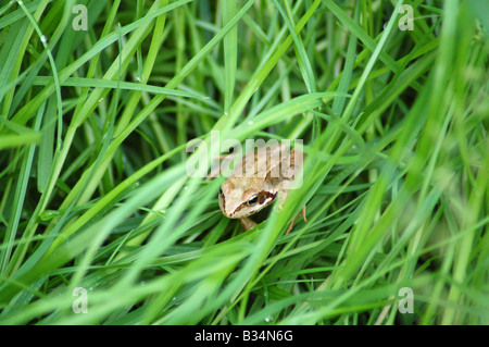 Une grenouille rousse assis dans l'herbe haute Banque D'Images