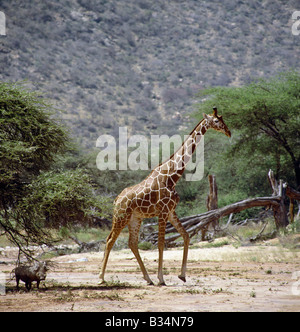 Kenya, Samburu, Samburu National Reserve. Une giraffe réticulée (Giraffa reticulata) traverse un lit de rivière saisonnière dans la réserve nationale de Samburu au nord du Kenya comme un phacochère se tient à l'ombre d'un arbre épineux.Ces girafes finement marqués ne sont présents que dans le nord du Kenya et de la Somalie où ils sont maintenant extrêmement vulnérables. . Banque D'Images