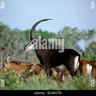 Au Kenya, la Province de la côte, collines de Shimba. Une amende bull hippotrague avec chesnut-brun femelles et veaux derrière lui. Cette grande, Banque D'Images