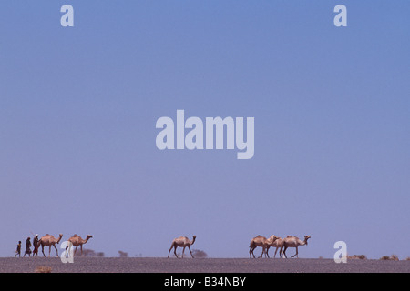 Kenya, désert de Chalbi, Kalacha. La tribu Gabbra dur leurs chameaux à travers le désert de Chalbi. Les Gabbra Couchitiques sont une tribu de pasteurs nomades qui vivent avec leurs troupeaux de chameaux et de chèvres autour de la bordure de l'désert de Chalbi. Banque D'Images