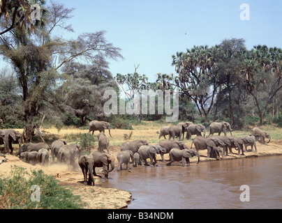 Kenya, Samburu, Samburu National Reserve. Un troupeau d'éléphants des boissons de l'Uaso Nyiro dans le National Samburu Banque D'Images