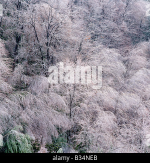 Arbres SOUS LE POIDS DE NEIGE DE L'HIVER, POCONO MOUNTAINS, North Carolina, USA Banque D'Images