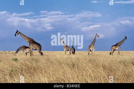 Kenya, district de Narok, Masai Mara National Reserve. Les Girafes Masai dans le Masai Mara. Banque D'Images