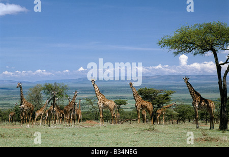 Kenya, district de Narok, Masai Mara National Reserve. Un grand troupeau de girafes Masai dans le Masai Mara. Banque D'Images