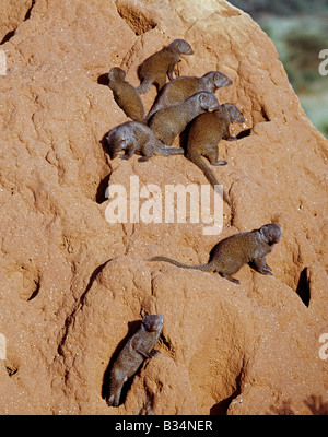 Kenya, Samburu, Samburu National Reserve. Un pack de mangoustes naines sur une termitière, qui leur sert de repaire. Banque D'Images