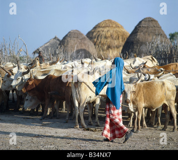 Kenya, Côte, Garsen. Un herdsboy Galla jeune avec sa famille pour les bovins à l'extérieur de leur propriété. Banque D'Images