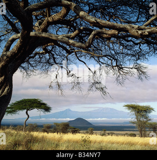 Kenya, Kajiado, Chyulu Hills. Encadrée par un Acacia tortilis, le Kilimandjaro est la plus haute de l'Afrique snow-capped mountain à 19 340 pieds au-dessus du niveau de la mer. Son pic secondaire, Mawenzi, est 16 900 pieds de haut, mais il est rarement couvert de neige. Banque D'Images