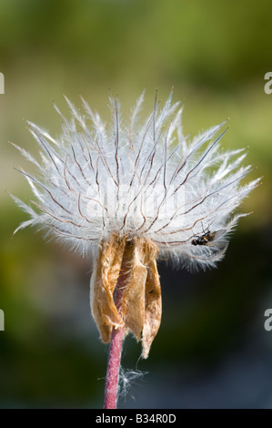 Anémone pulsatille du printemps (Pulsatilla vernalis), seule la tête de semences Banque D'Images