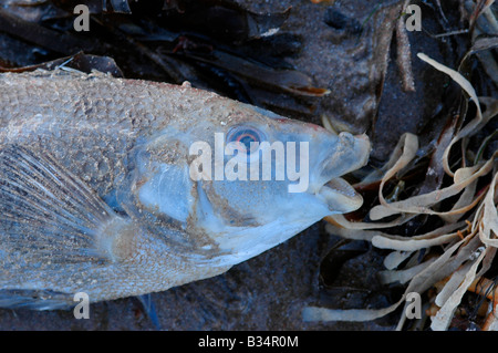 Détail d'un poisson échoué sur une plage, situé à côté de certaines algues. Banque D'Images