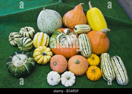 "Récoltés" Hiver Squash, Farmer's Market. Banque D'Images