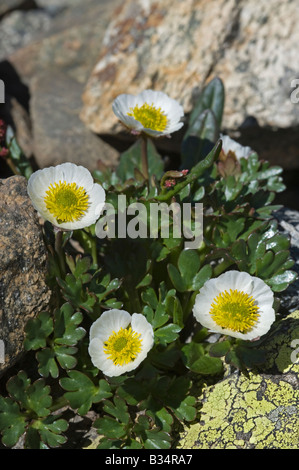 Glacier Crowfoot (Ranunculus glacialis) Banque D'Images