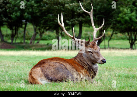 Red Deer stag fixant sur Lochranza golf course Banque D'Images