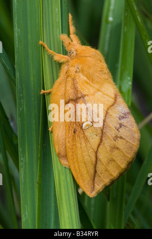 Euthrix potatoria (buveur), Femme Banque D'Images