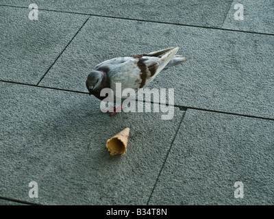 Photographie d'un pigeon stading à côté d'un cornet de crème glacée. Banque D'Images