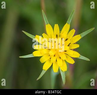 La chèvre-beard (Tragopogon pratensis), fleur Banque D'Images