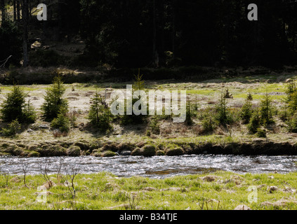 Roklansky Modrava potok Parc National de Sumava République Tchèque Banque D'Images