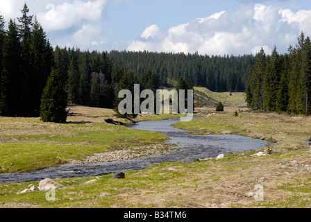 Roklansky Modrava potok Parc National de Sumava République Tchèque Banque D'Images