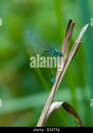 Demoiselle à queue bleue (Ischnura elegans), homme au repos Banque D'Images