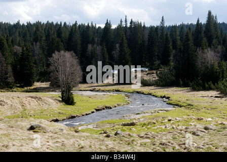 Roklansky Modrava potok Parc National de Sumava République Tchèque Banque D'Images