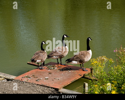 La bernache du Canada Branta canadensis Banque D'Images