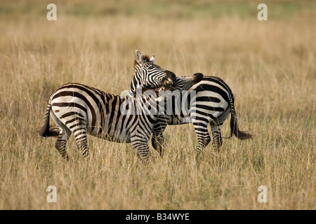 Zèbre des plaines (Equus quagga boehmi) lutte contre Banque D'Images