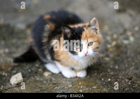 Un jeune kitty assis sur la rue Banque D'Images