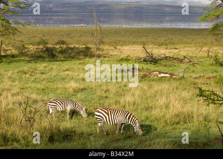 Zèbre des plaines (Equus quagga boehmi) le pâturage, le lac Nakuru dans l'arrière-plan Banque D'Images