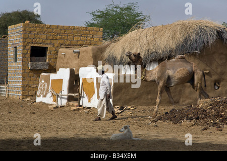 Une tribu du marche son chameau Camelus dromedarius dans son village dans le désert du Thar près de Jaisalmer RAJASTHAN INDE Banque D'Images