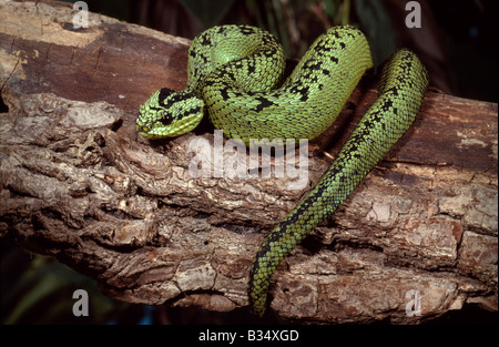 Atheris nitschei Bush Viper Kenya Banque D'Images