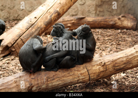 Célèbes Sulawesi / Crested Macaque Noir [le Zoo de Chester, Chester, Cheshire, Angleterre, Grande-Bretagne, Royaume-Uni, Europe]. . Banque D'Images