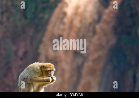 Macaque de Barbarie (Macaca sylvanus) avec arrière-plan de la chute d'Ouzoud, la plus haute cascade au Maroc Banque D'Images