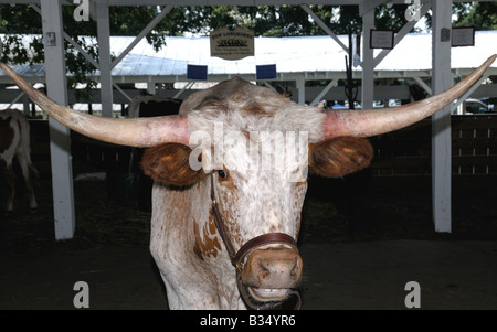 Texas Longhorn steer au County Fair à Gaithersburg, Maryland Banque D'Images