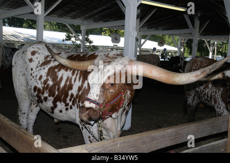 Un Texas Longhorn steer à Montgomery County Fair à Gaithersburg, MD Banque D'Images