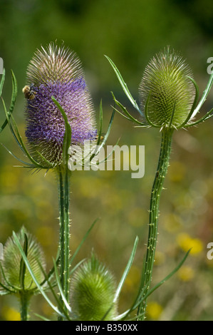 Cardère (Dipsacus fullonum), capitule. Banque D'Images