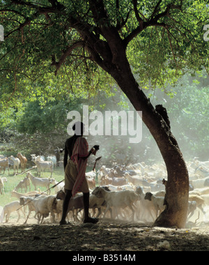 Le Kenya, l'Horr, Kurungu. Un éleveur Samburu tend son troupeau de moutons à queue grasse et les chèvres dans le sud Horr Valley Banque D'Images