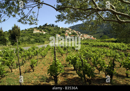 Hvar Island vineyard près du village de Vrisnik Banque D'Images