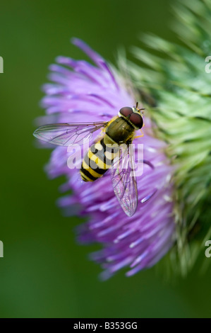 Hover-fly (Syrphus ribesii) sur thistle Banque D'Images