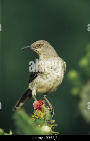 À bec courbe Thrasher Toxostoma curvirostre perché sur adultes Texas Oponce de Rio Grande Valley Texas USA Banque D'Images