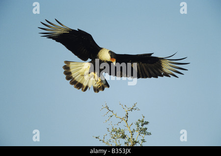 Caracara huppé Caracara plancus atterrissage adultes sur bush Starr County Rio Grande Valley Texas USA Banque D'Images