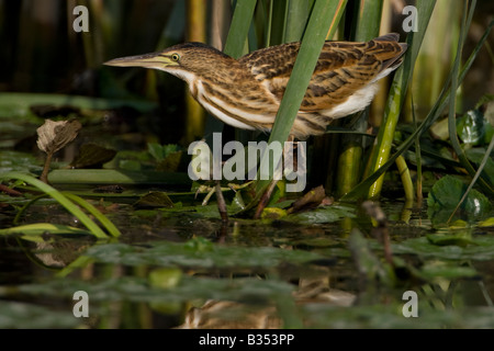 Blongios nain Ixobrychus minutus Banque D'Images