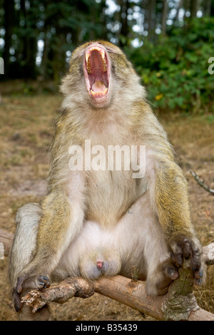 Singe Macaque de Barbarie rugissant de France Alsace Kintzheim Banque D'Images