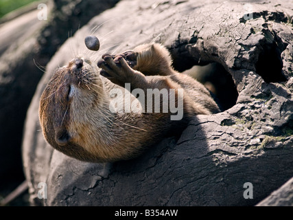 Small-Clawed asiatiques (aonyx cinerea) Otter jouant avec un caillou Banque D'Images