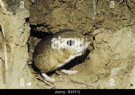 Rat kangourou d'Ord (Dipodomys ordii) laissant adultes burrow Starr County Rio Grande Valley Texas USA Banque D'Images