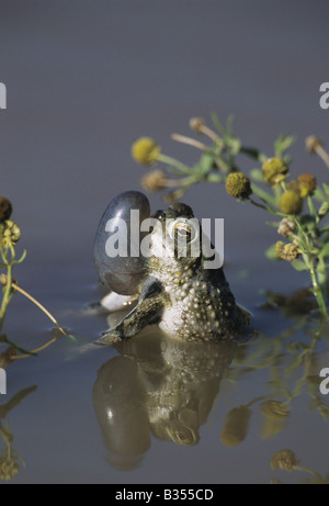 Texas Toad Bufo speciosus appelant hommes sac gonflé Starr County Vallée du Rio Grande au Texas USA Banque D'Images